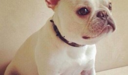 巴哥赤犬爆料了吗视频大全,揭秘娱乐圈幕后真相